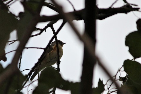 Red-flanked Bluetail - eBird