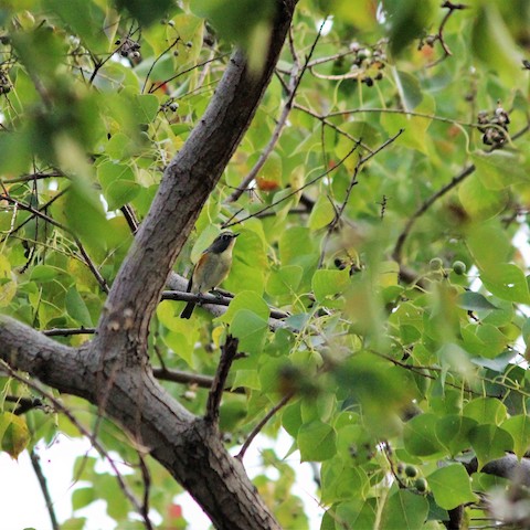 Red-flanked Bluetail - eBird