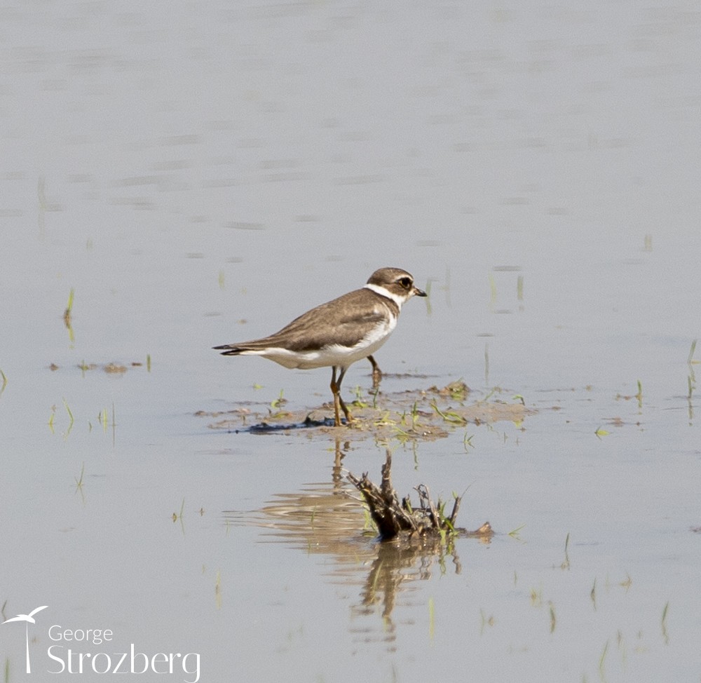 Collared Plover - ML610355595