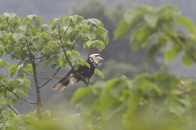 Oriental Pied-Hornbill at Kaeng Krachan NP--junction beyond Km.10 by Benjamin Pap