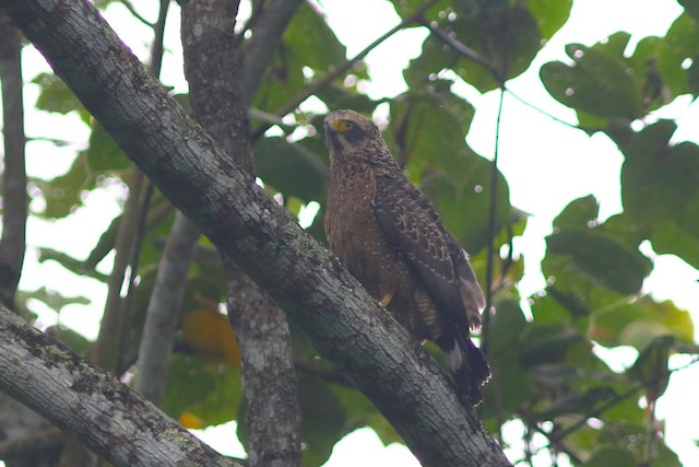 Crested Serpent-Eagle at Kaeng Krachan NP--junction beyond Km.10 by Benjamin Pap