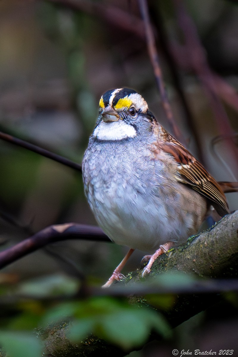 White-throated Sparrow - ML610356375
