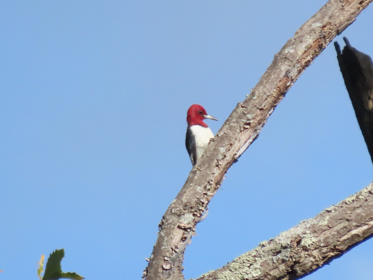 Red-headed Woodpecker - ML610356470