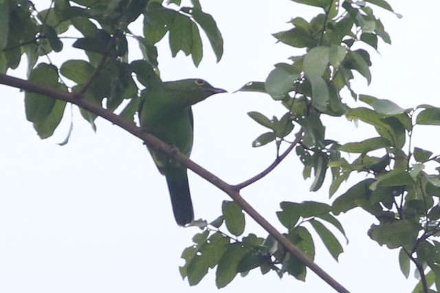 leafbird sp. at Kaeng Krachan NP--Km.9 vicinity by Benjamin Pap
