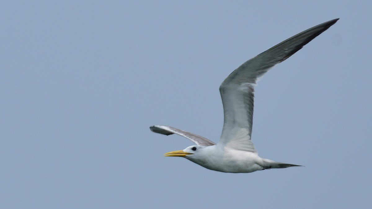 Great Crested Tern - ML610356715
