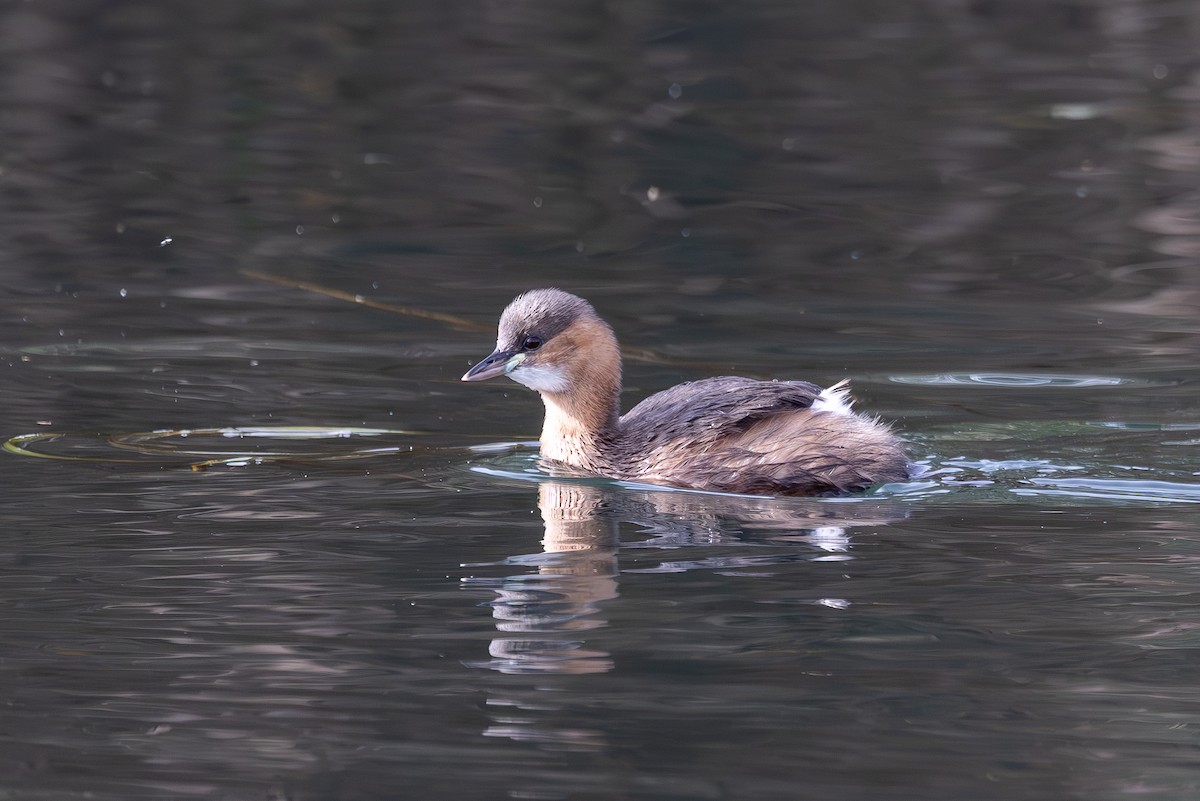Little Grebe - Dave Howes