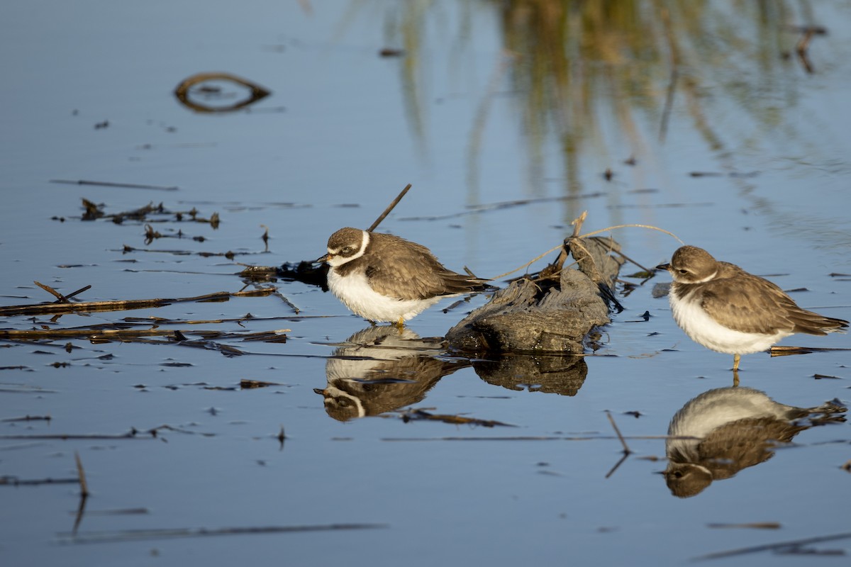 Semipalmated Plover - ML610357097