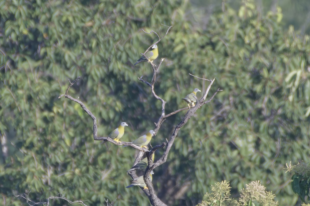 Yellow-footed Green-Pigeon - ML610357205