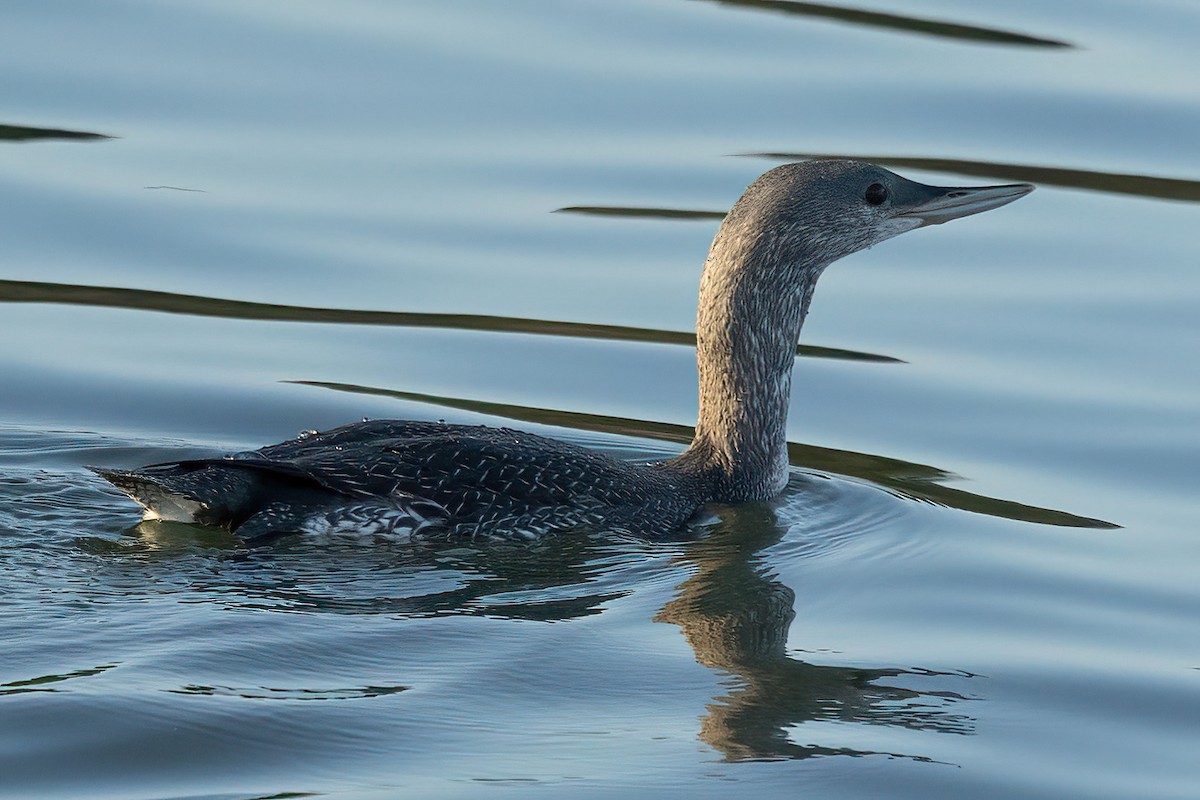 Red-throated Loon - ML610357650