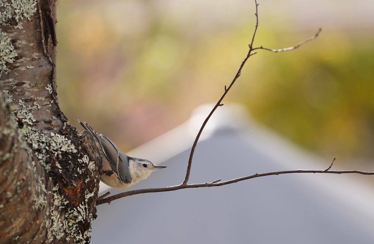 White-breasted Nuthatch - ML610357810