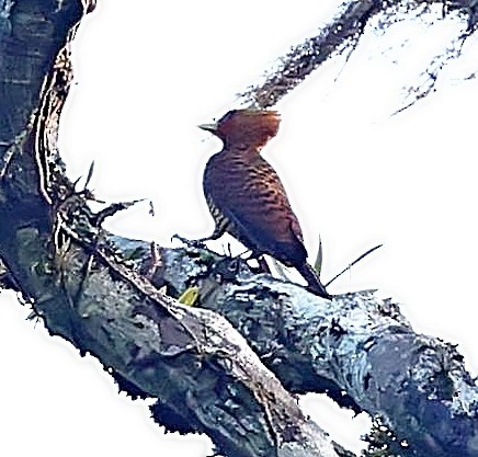 Waved Woodpecker (Waved) - ML610357920