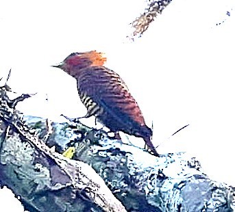 Waved Woodpecker (Waved) - ML610357921