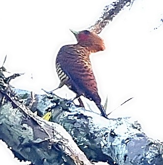 Waved Woodpecker (Waved) - Maciej  Kotlarski