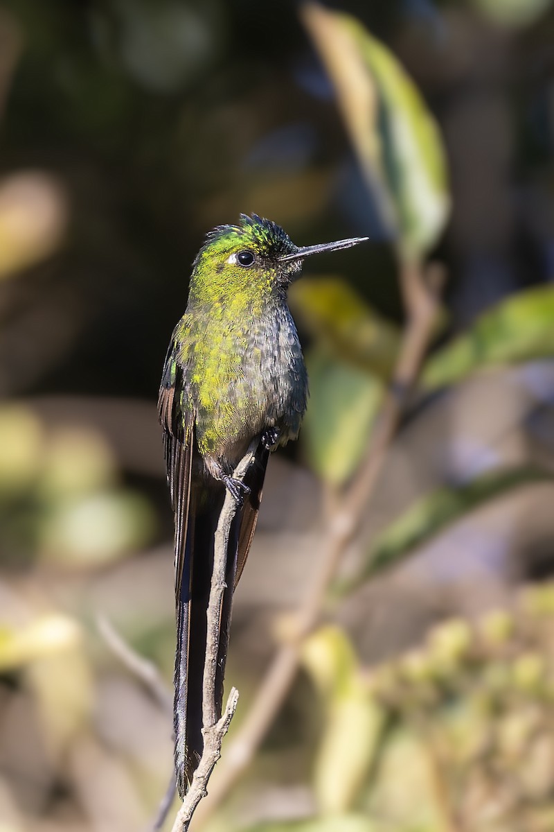 Long-tailed Sylph - ML610358152