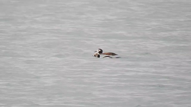Long-tailed Duck - ML610358575