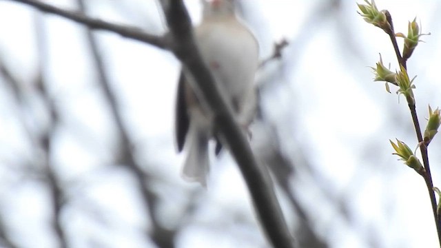 Field Sparrow - ML610358961