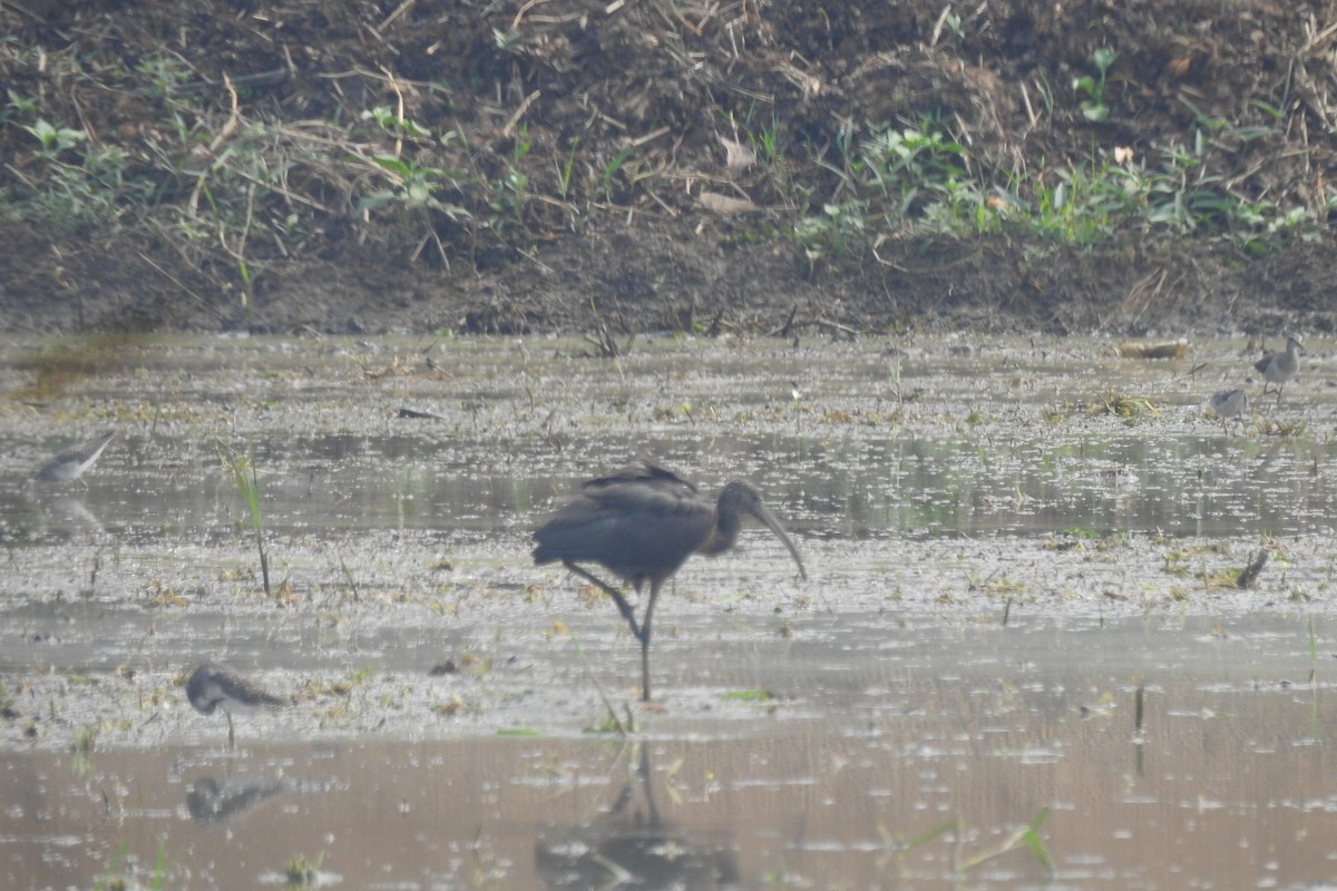 ibis hnědý - ML610359097