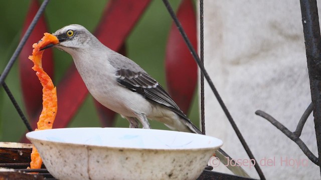 Tropical Mockingbird (Southern) - ML610359156