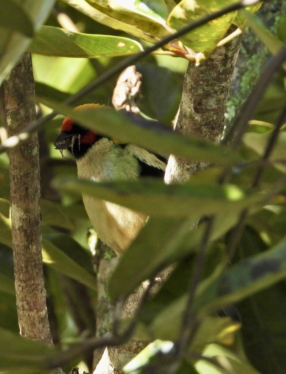 Flame-faced Tanager - ML610359163
