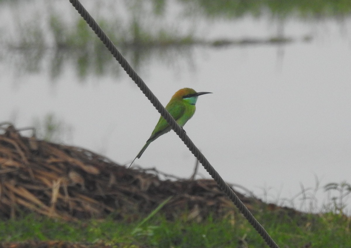 Asian Green Bee-eater - ML610359224