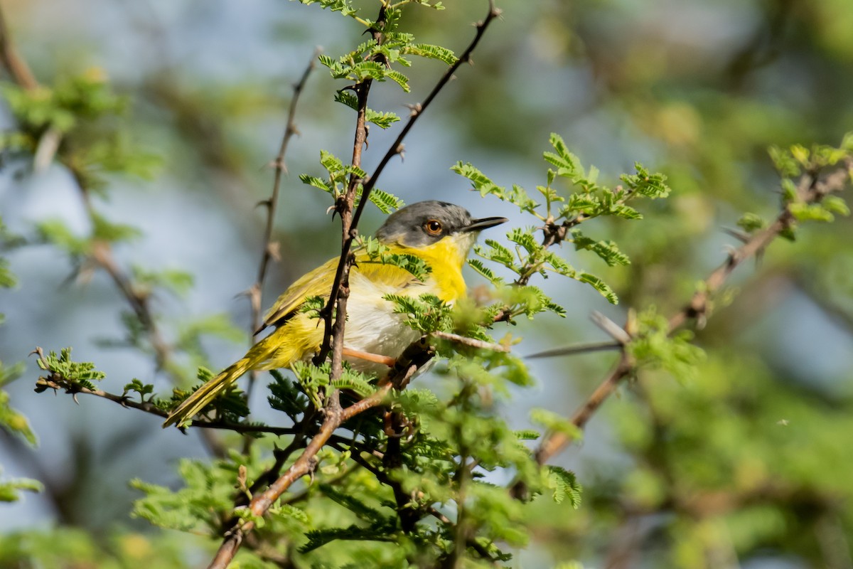 Yellow-breasted Apalis (Yellow-breasted) - ML610359258