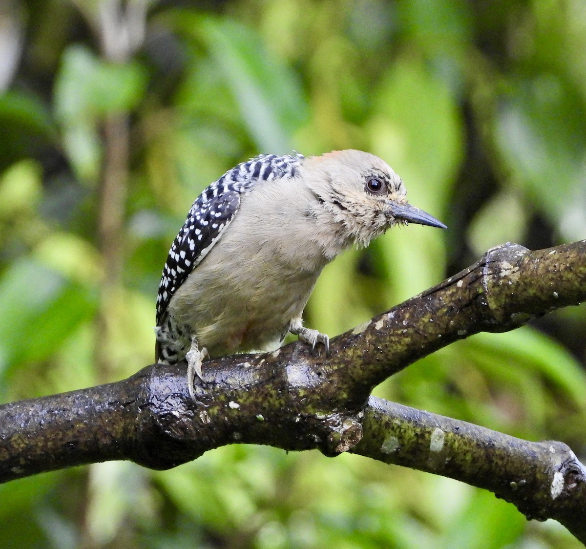 Red-crowned Woodpecker - ML610359862