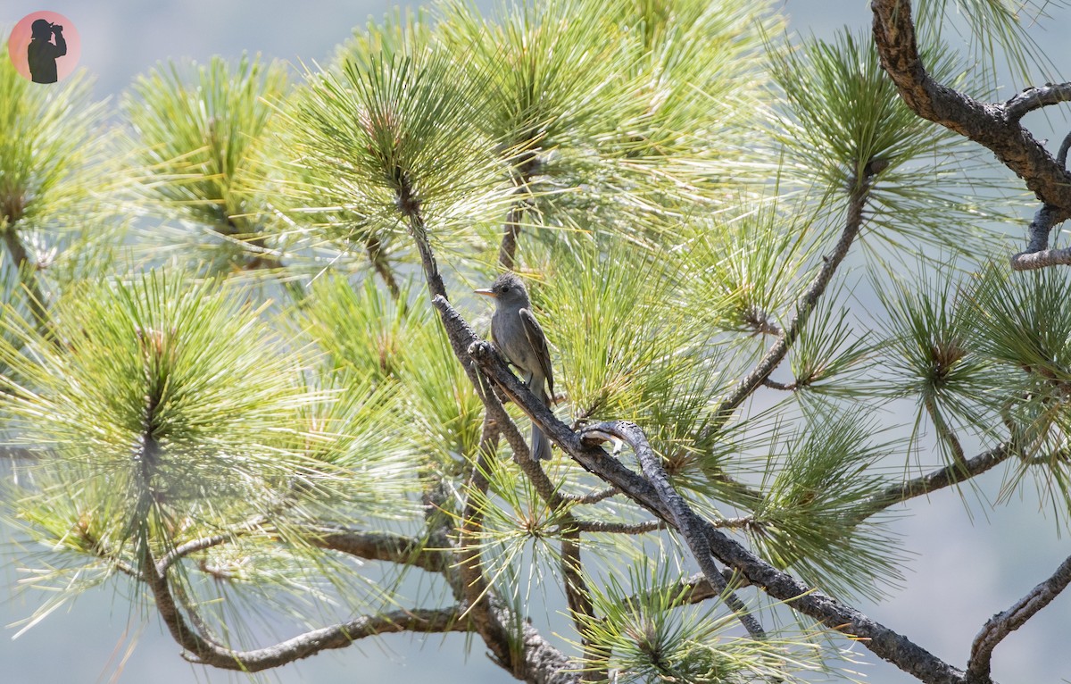 Greater Pewee - ML610360006