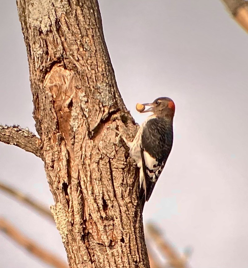 Red-headed Woodpecker - ML610360100