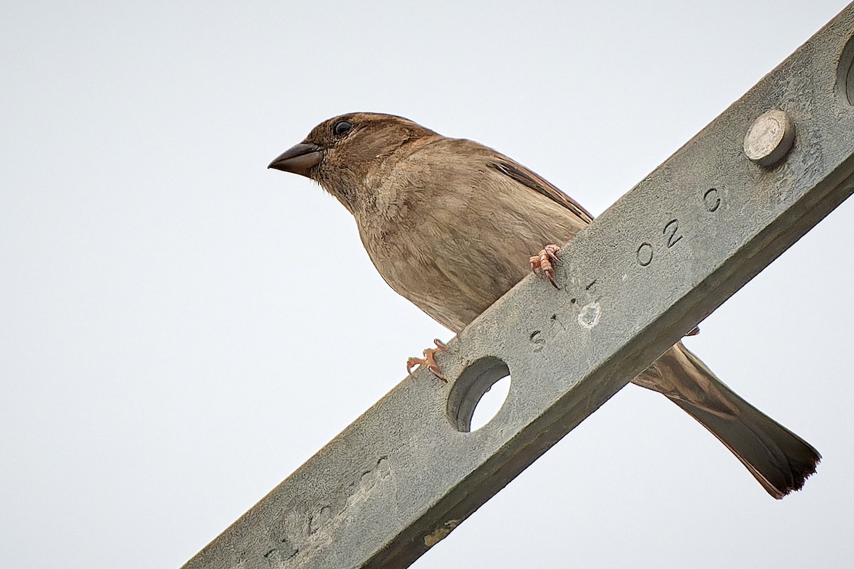 Italian Sparrow - ML610360164