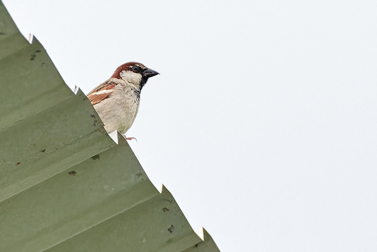 Italian Sparrow - ML610360168
