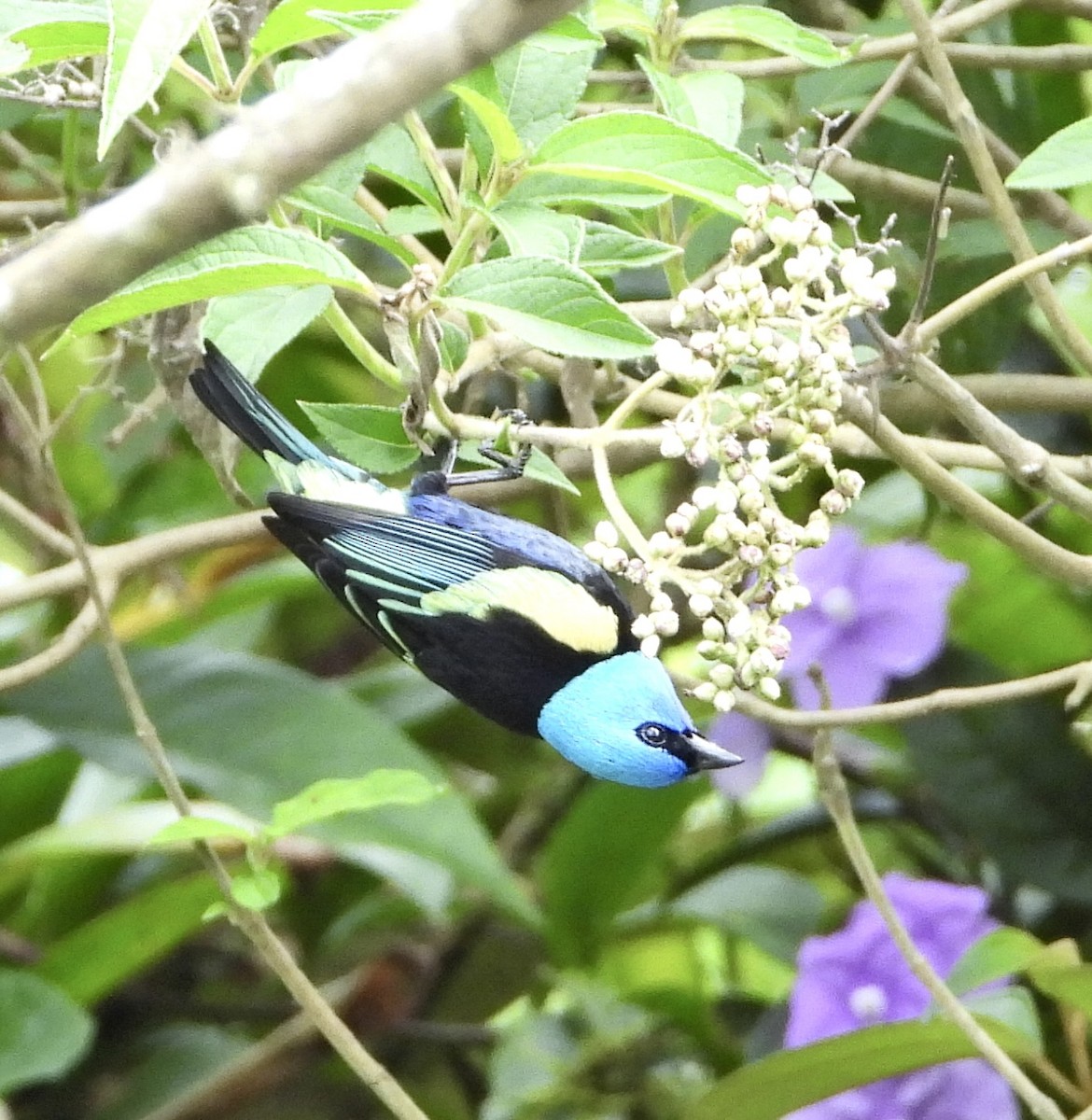 Blue-necked Tanager - Sharon Lu