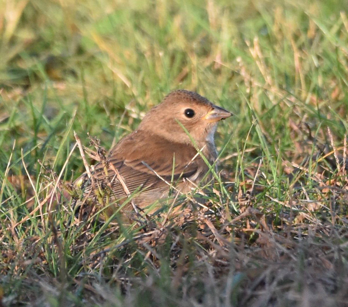 EBird Checklist 25 Oct 2023 Beavertail State Park 24 Species