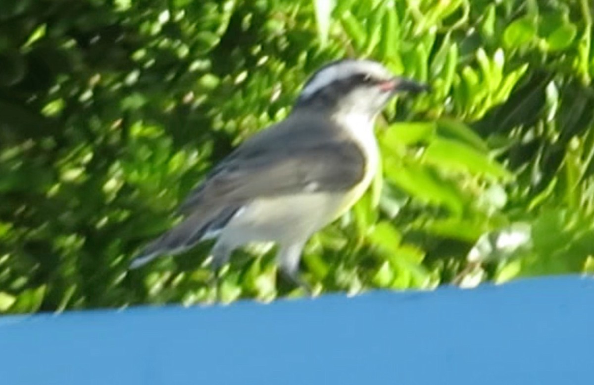 Zuckervogel (bahamensis) - ML610361005