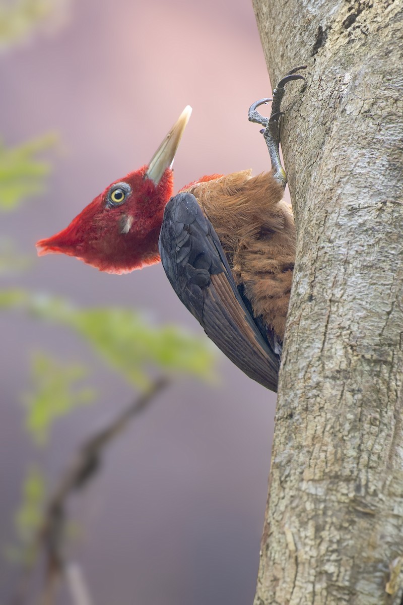 Red-necked Woodpecker - ML610361303
