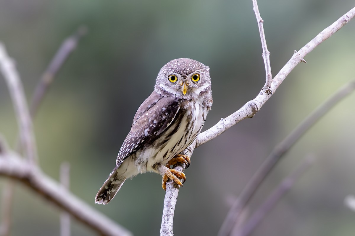 Ferruginous Pygmy-Owl - ML610361304