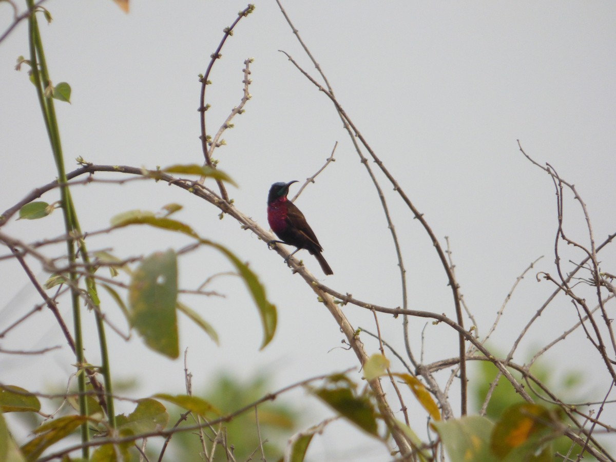 Scarlet-chested Sunbird - ML610361351