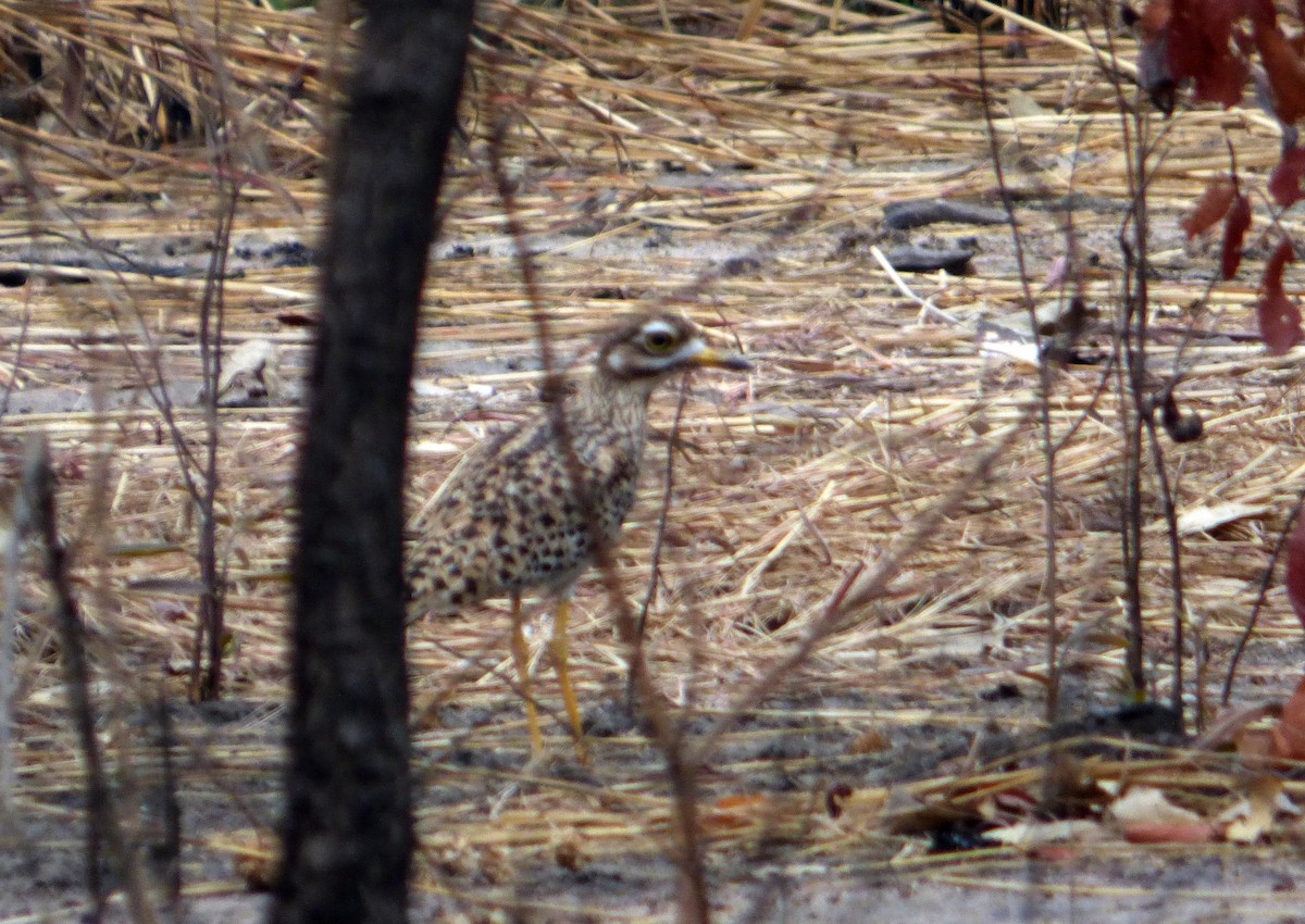 Spotted Thick-knee - ML610361450