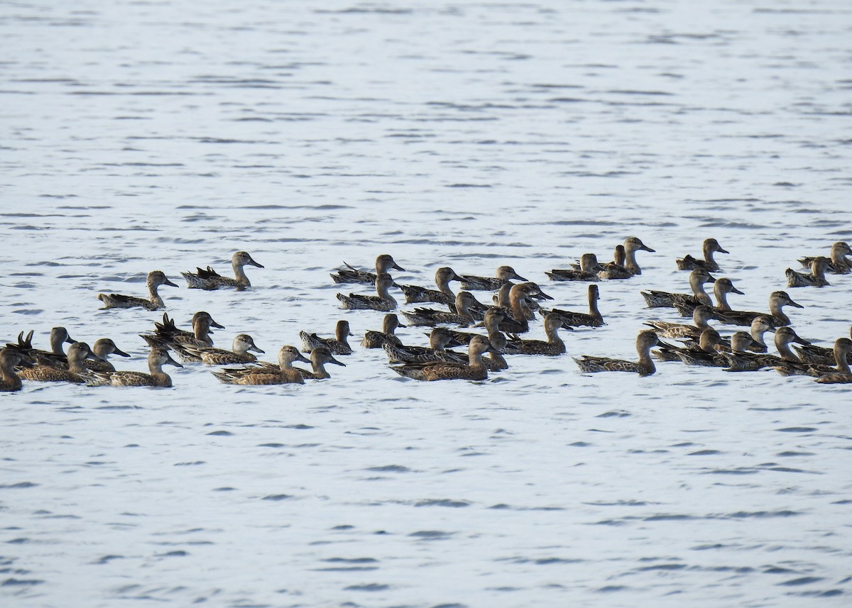 eBird Checklist 25 Oct 2023 Merritt Island NWRBlack Point