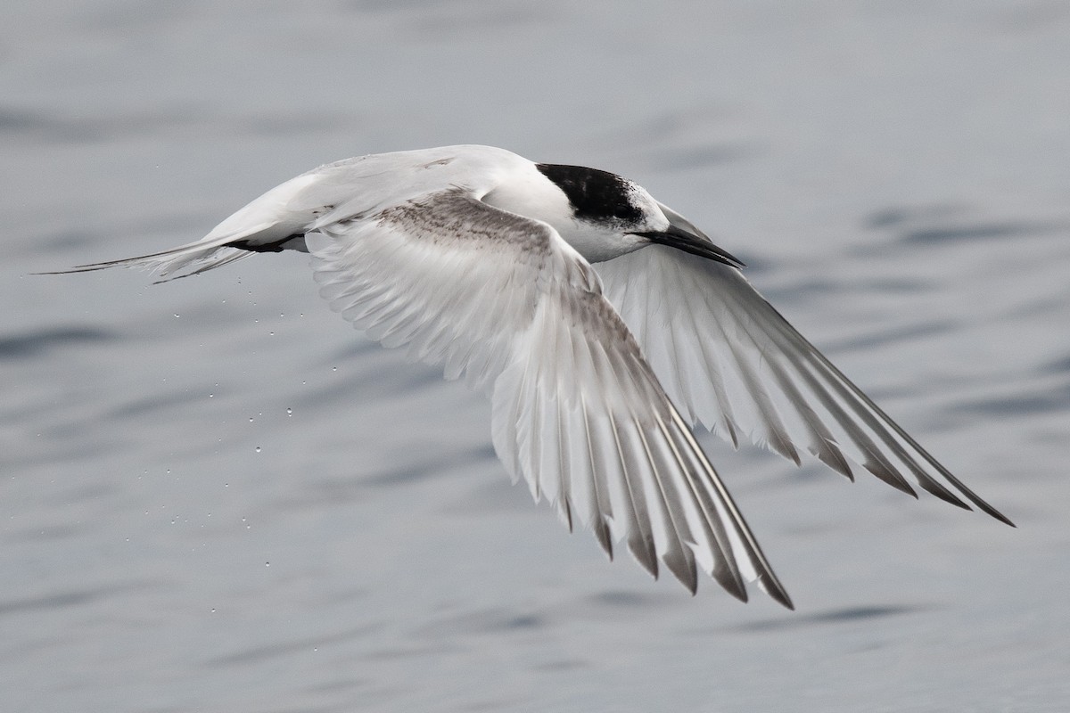 White-fronted Tern - ML610361625
