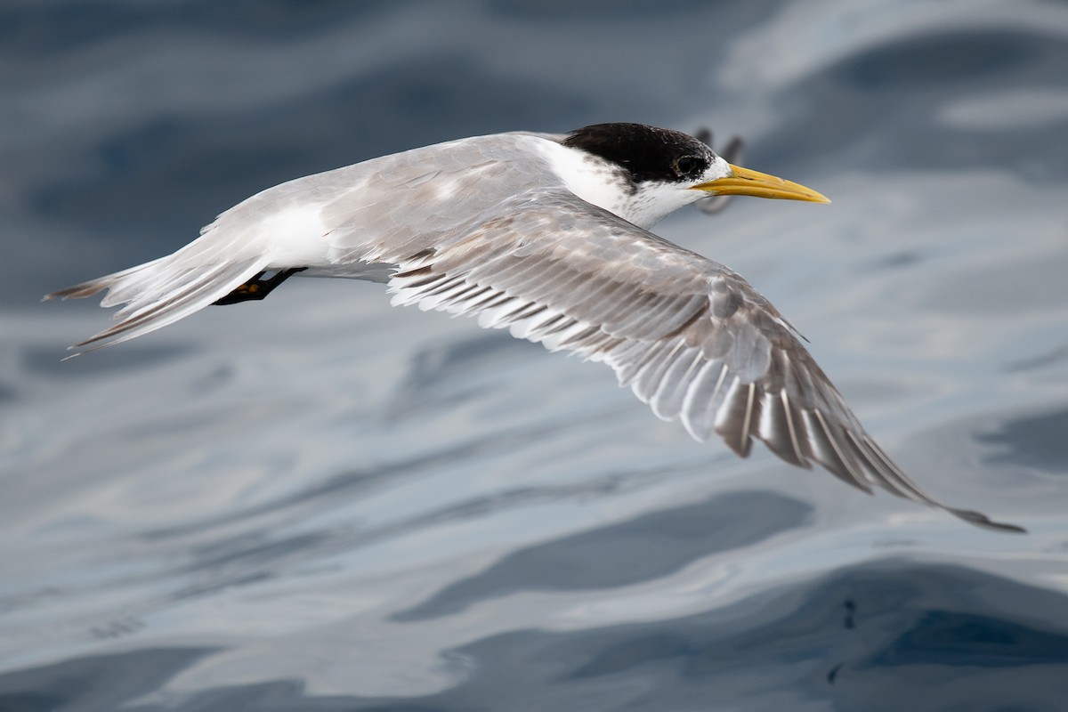 Great Crested Tern - ML610361667