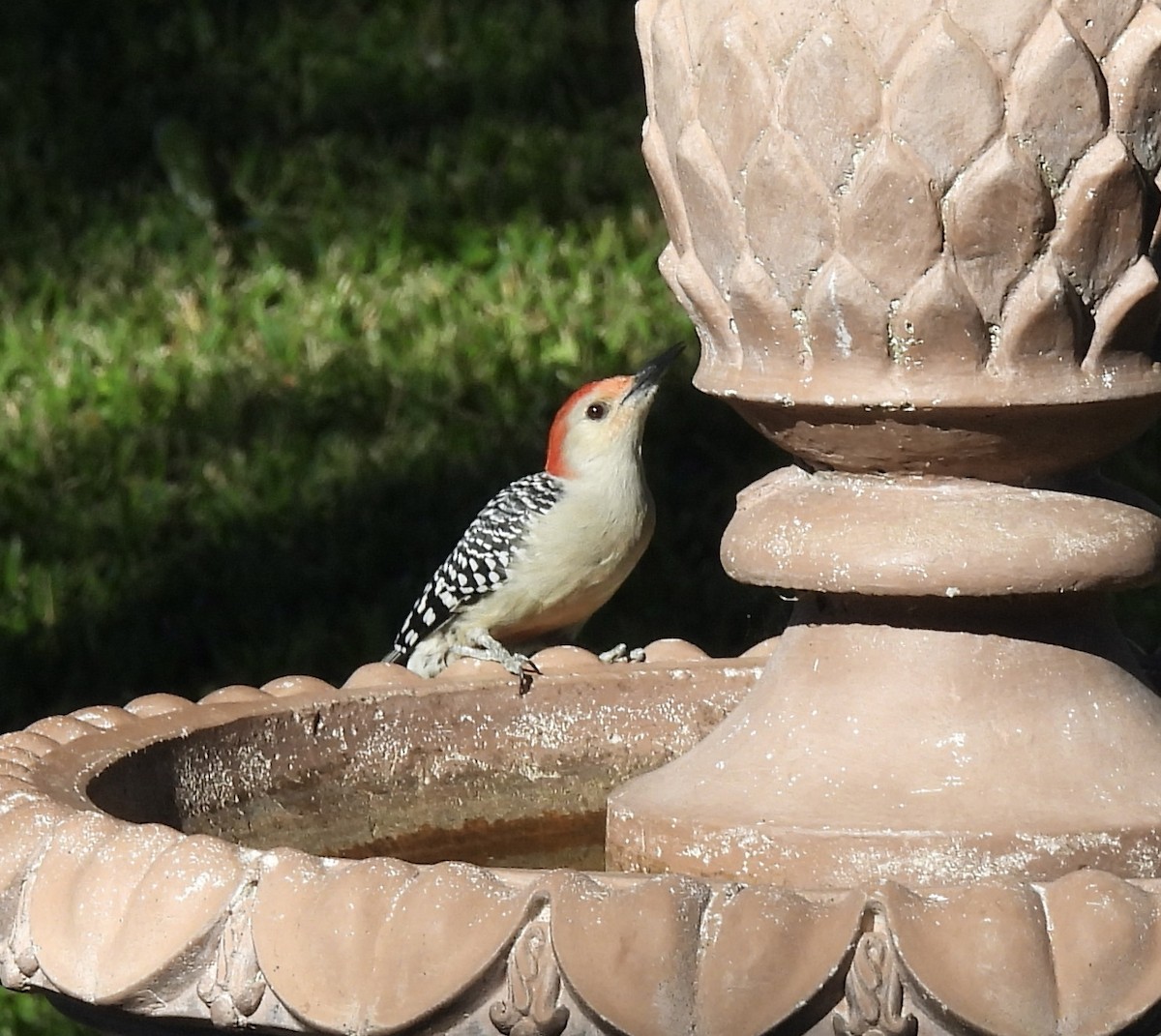 Red-bellied Woodpecker - ML610361799