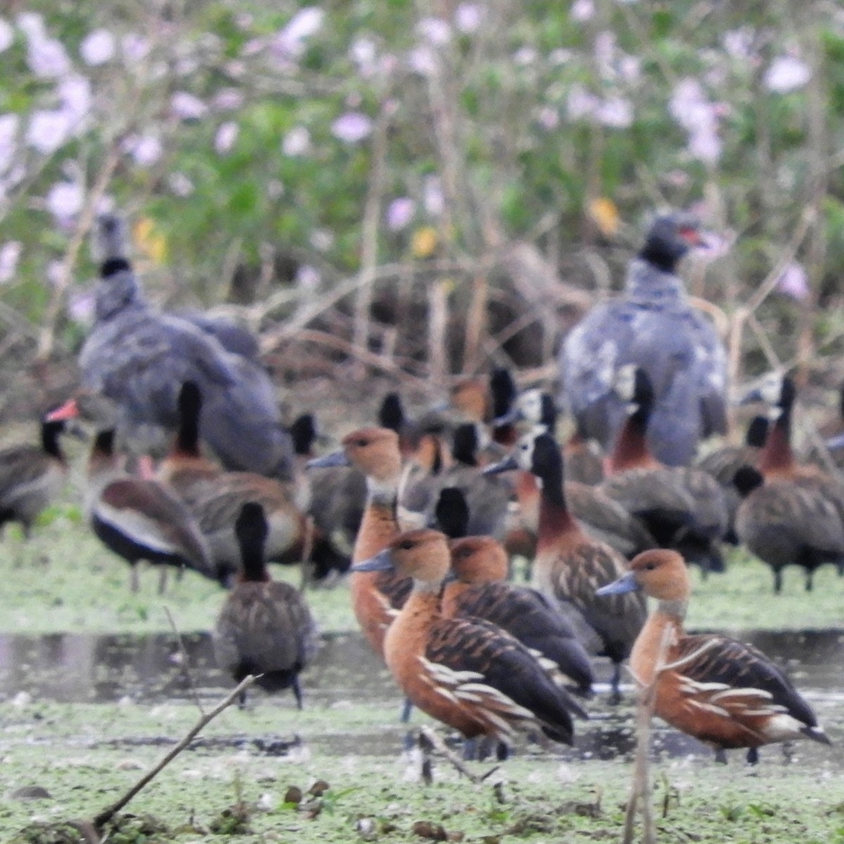 Fulvous Whistling-Duck - ML610362135