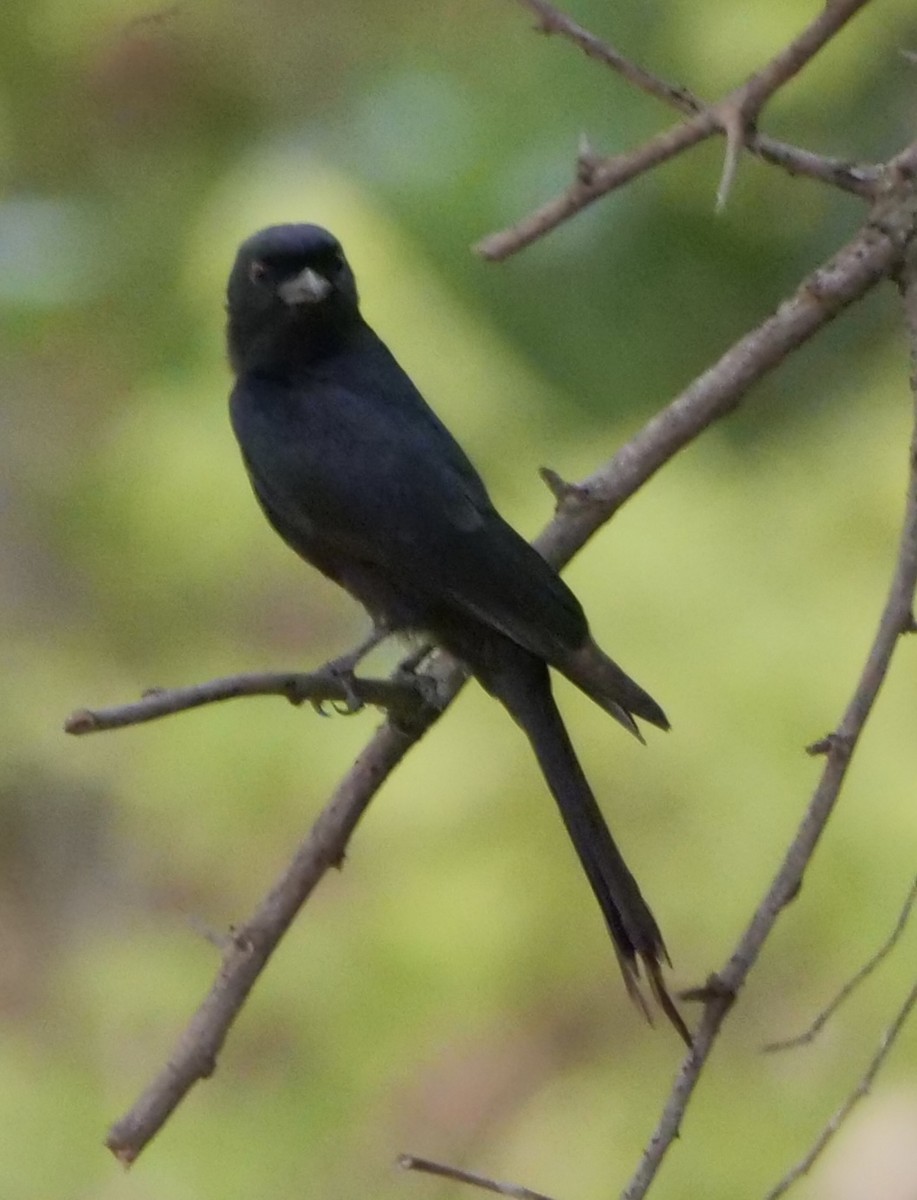 Fork-tailed Drongo - ML610362956