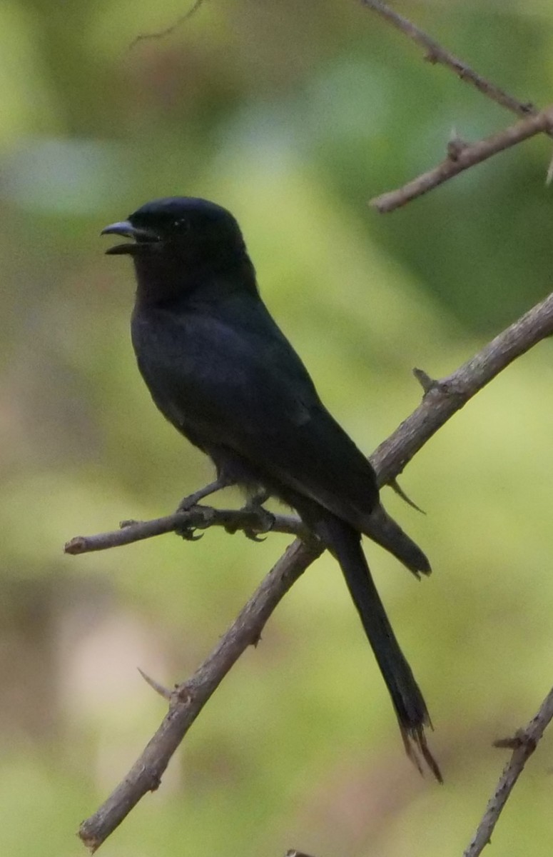 Fork-tailed Drongo - ML610362957