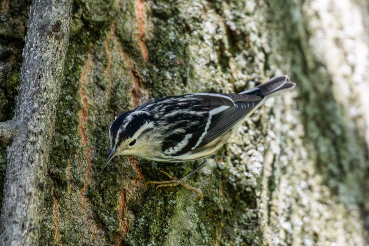 Black-and-white Warbler - ML610363021