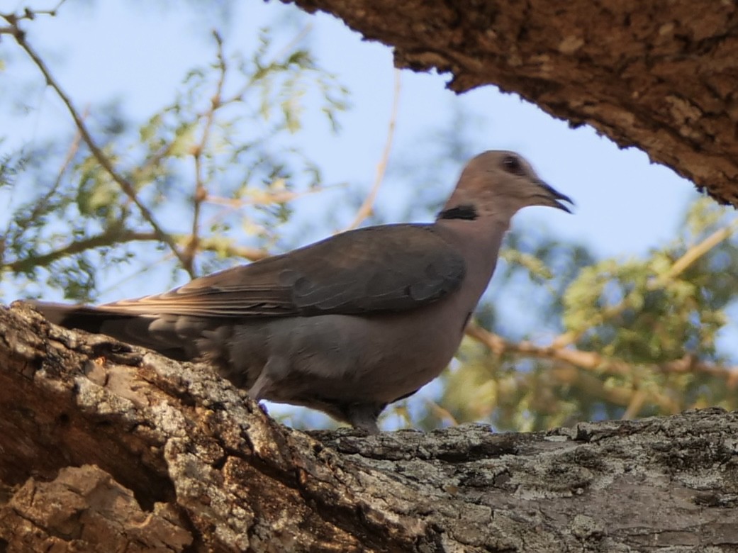 Red-eyed Dove - ML610363240