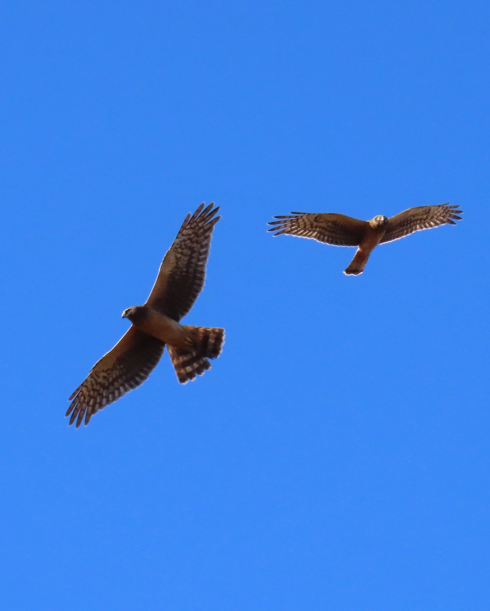 Ebird Checklist - 23 Oct 2023 - Shawangunk Grasslands Nwr - 5 Species