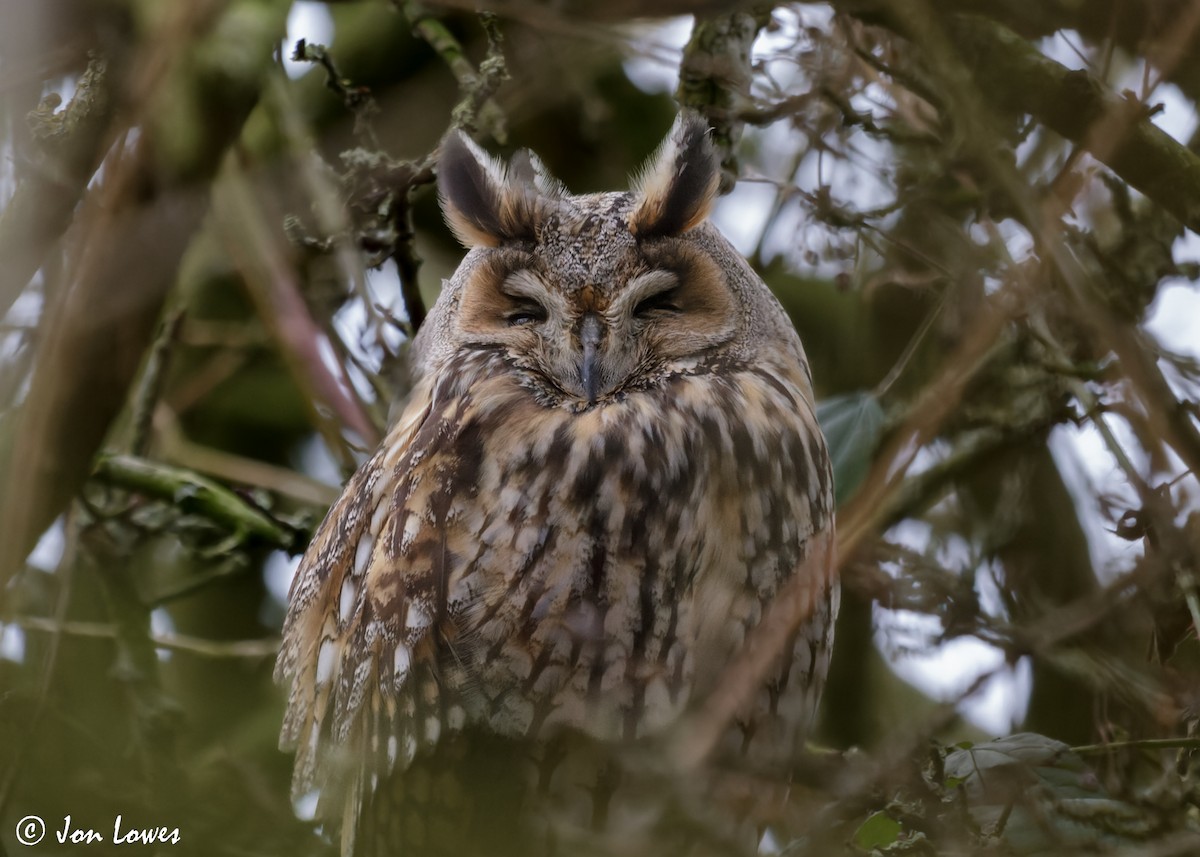 Long-eared Owl (Eurasian) - ML610363533