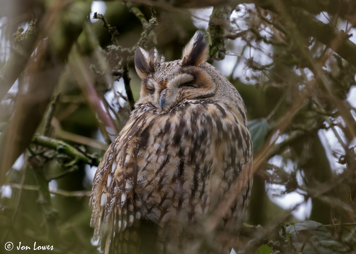 Long-eared Owl (Eurasian) - ML610363534