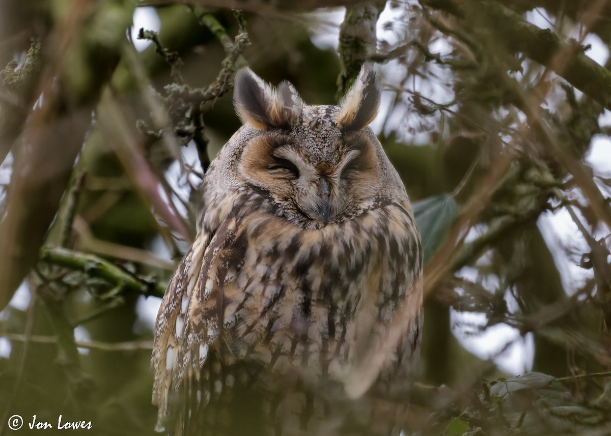 Long-eared Owl (Eurasian) - ML610363536